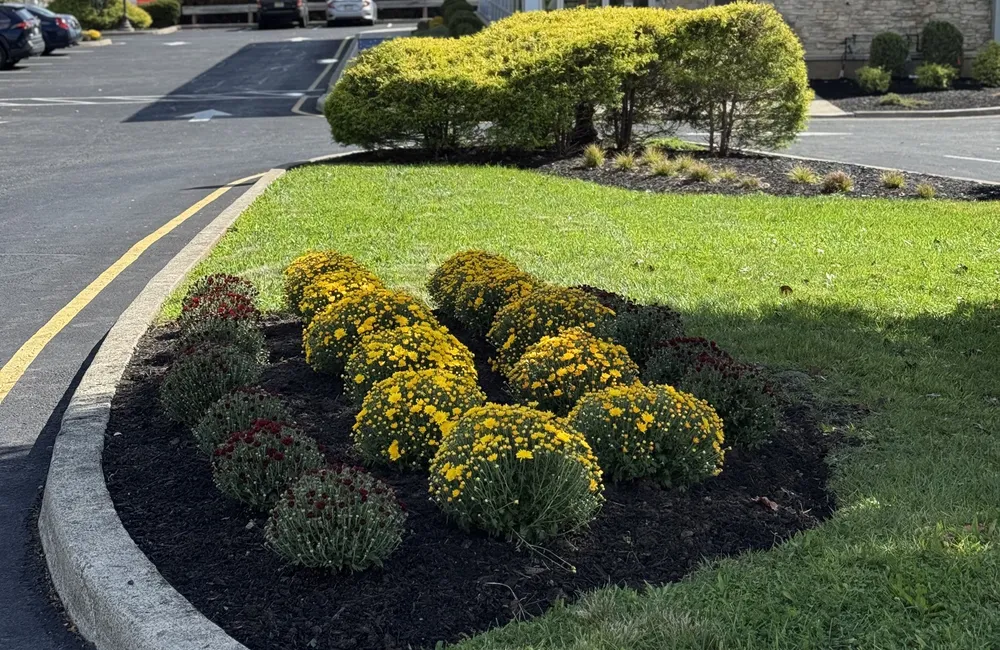 Yellow and gold mums planted by PTB Landscape Management in a fresh mulched bed at a commercial property in New Jersey