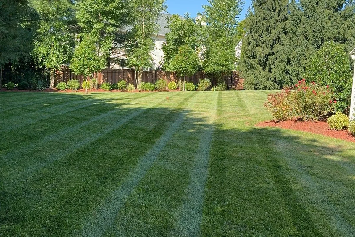 Thick green lawn with sharp mowing stripes